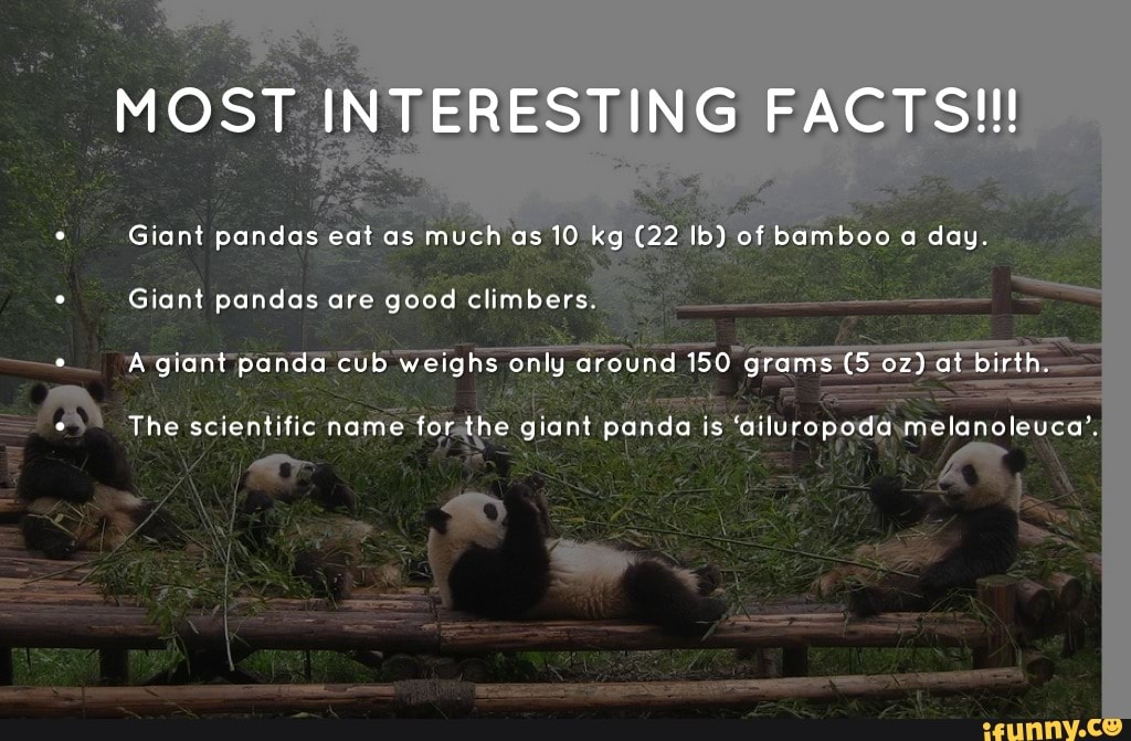 MOST INTERESTING FACTS!!! Giant pandas eat as much as 10 kg (22 Ib} of