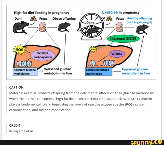 exercise-in-pregnancy-fetus-healthy-offspring-hard-to-gain-weight