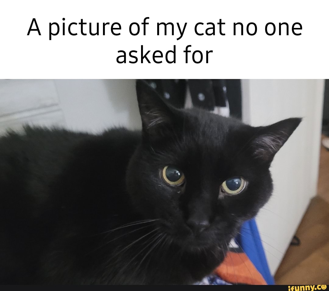 A picture of my cat no one asked for - iFunny