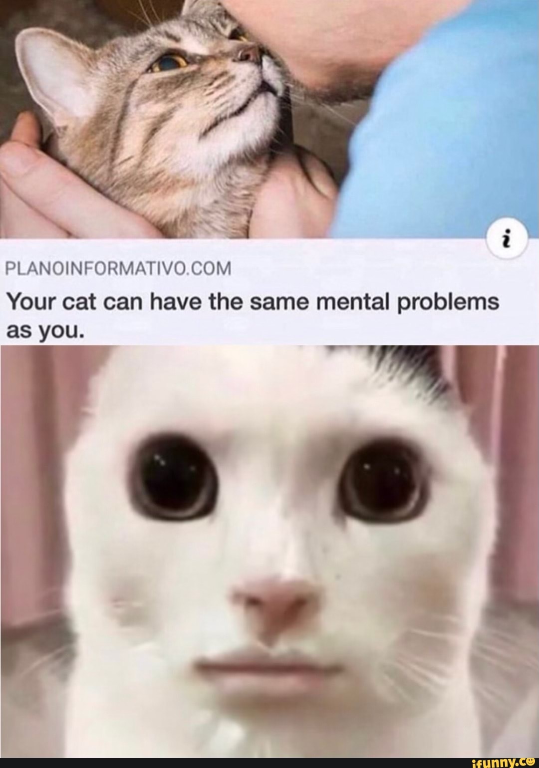 planoinformativo-com-your-cat-can-have-the-same-mental-problems-as-you