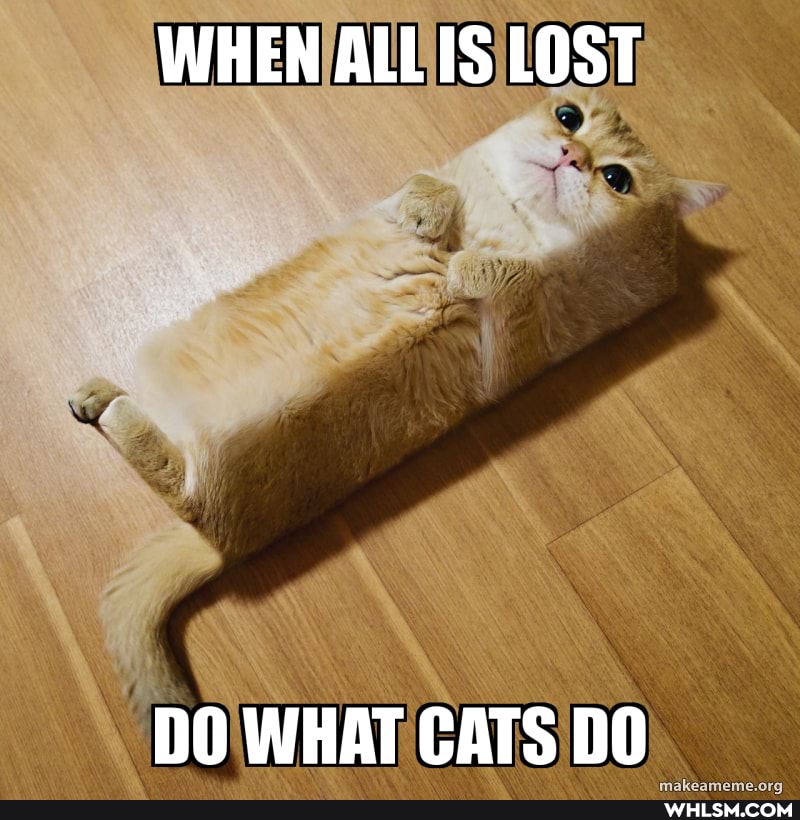 WHEN ALLIS LOST
DO WHAT CATS DO