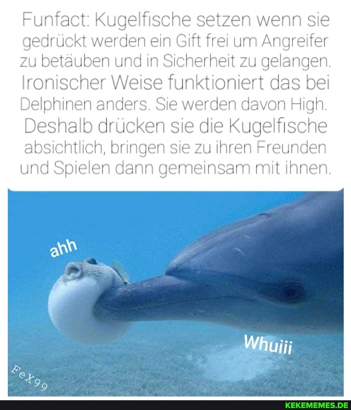 Funfact: Kugelfische setzen wenn sie gedrückt werden ein Gift frei um Angreifer zu betäuben und in Sicherheit zu gelangen.
Ironischer Weise funktioniert das bei
Delphinen anders. Sie werden davon High.
Deshalb drücken sie die Kugelfische absichtlich, bringen sie zu ihren Freunden und Spielen dann gemeinsam mit ihnen.