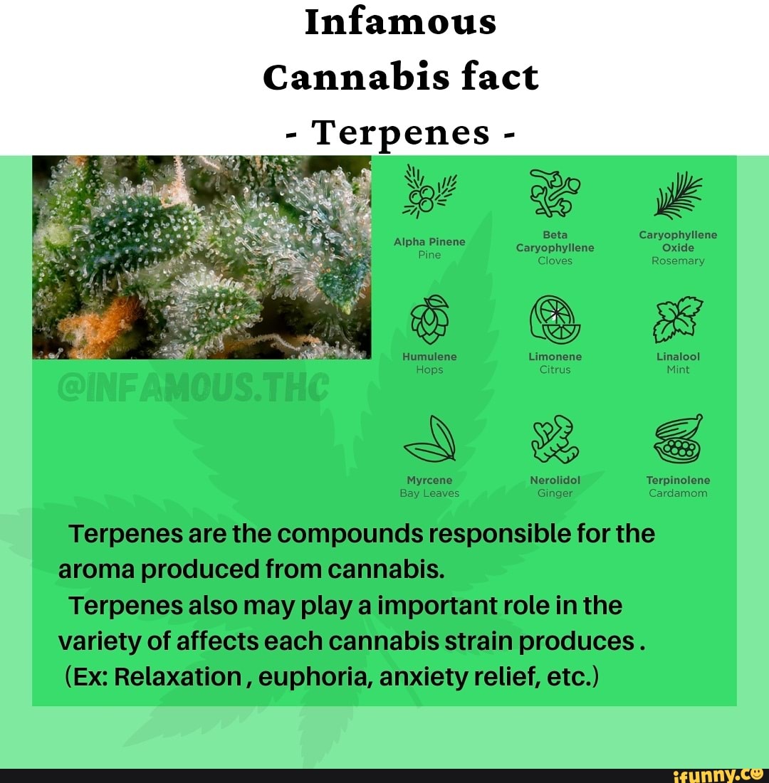 Infamous Cannabis Fact - Terpenes - Be K Beta Caryophyliene ...