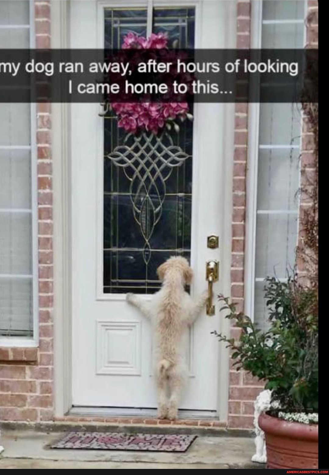 my dog ran away, after hours of looking came home to this...