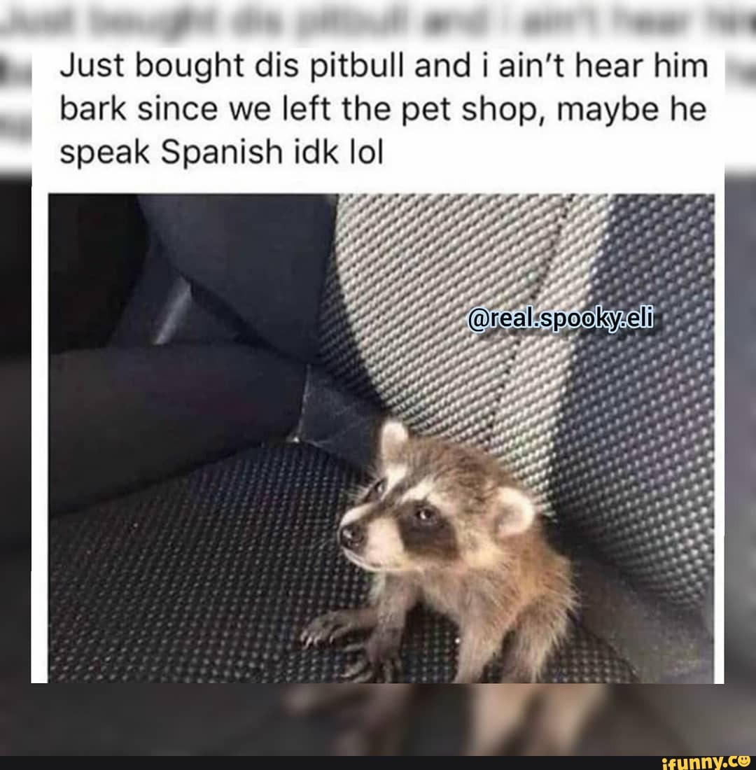 Just bought dis pitbull and i ain't hear him bark since we left the pet shop, maybe he