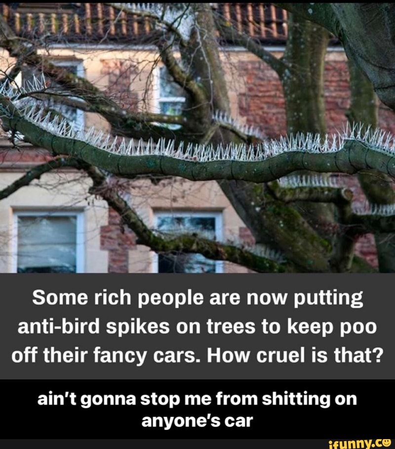 al
Some rich people are now putting anti-bird spikes on trees to keep poo off their fancy cars. How cruel is that?
ain't gonna stop me from shitting on anyone's car - ain’t gonna stop me from shitting on anyone’s car