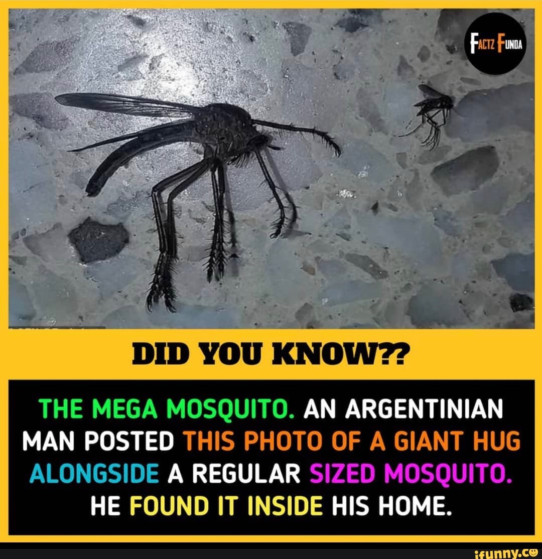 Did You Know The Mega Mosquito An Argentinian Man Posted This Photo Of A Giant Hug Alongside A Regular Sized Mosquito He Found It Inside His Home Ifunny