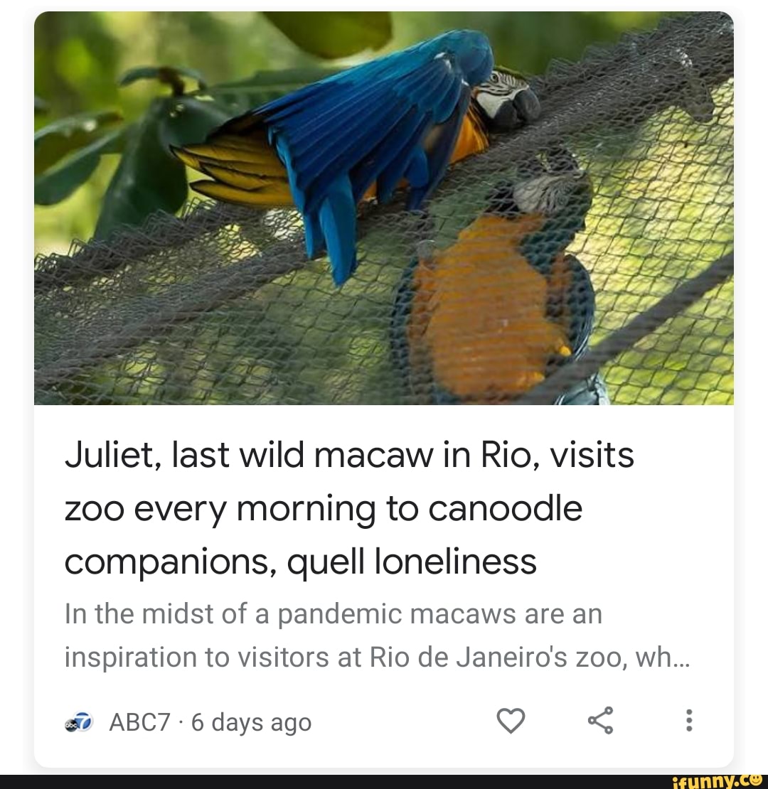 Juliet, last wild macaw in Rio, visits zoo every morning to canoodle companions, quell loneliness
In the midst of a pandemic macaws are an
inspiration to visitors at Rio de Janeiro's zoo, wh...
ABC7 6 days ago