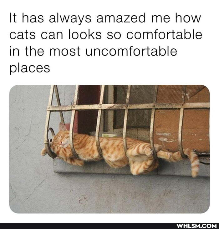 It has always amazed me how cats can looks so comfortable in the most uncomfortable places