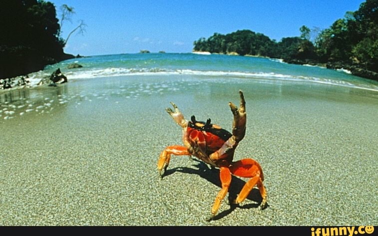 crabs, crab, xxxtentacion
