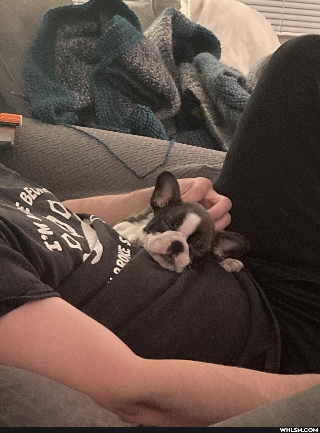 dog, david_bowie, doggo