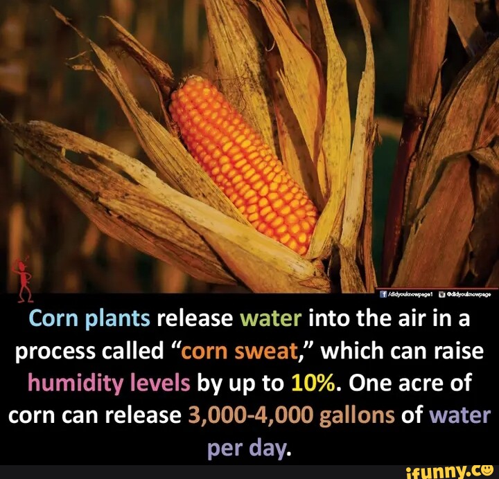 I SSS Corn plants release water into the air ina process called "corn