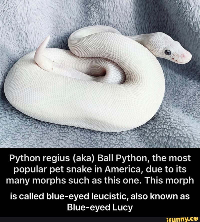 Python regius (aka) Ball Python, the most popular pet snake in America