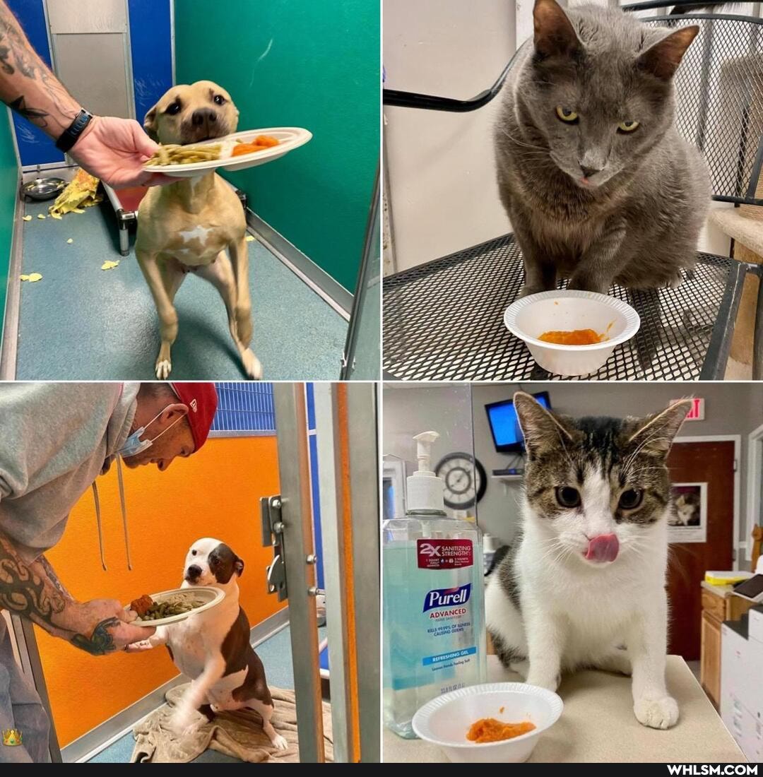 aww, awesome, cuteness_overload, wholesome