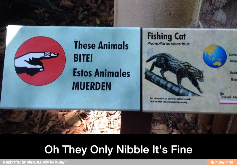 Fishing Cat
These Animals
BITE!
Estos Animales
MUERDEN
Oh They Only Nibble It's Fine - Oh They Only Nibble It's Fine
