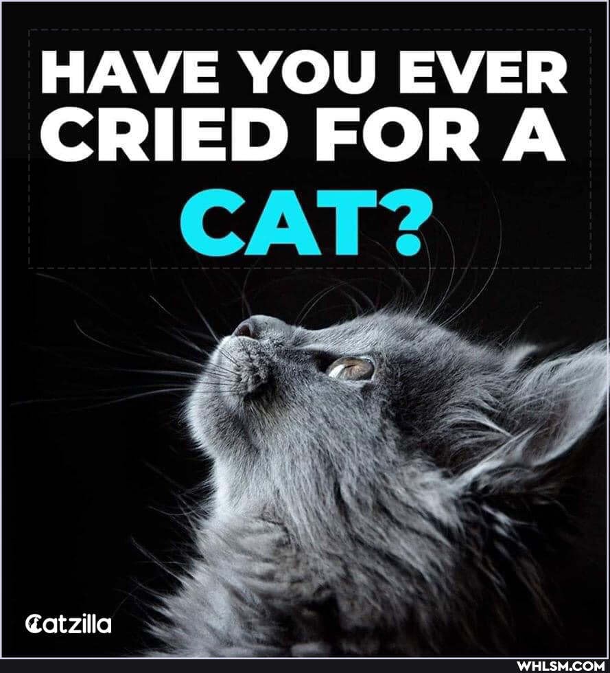 HAVE YOU EVER CRIED FORA
CAT?
atzilla