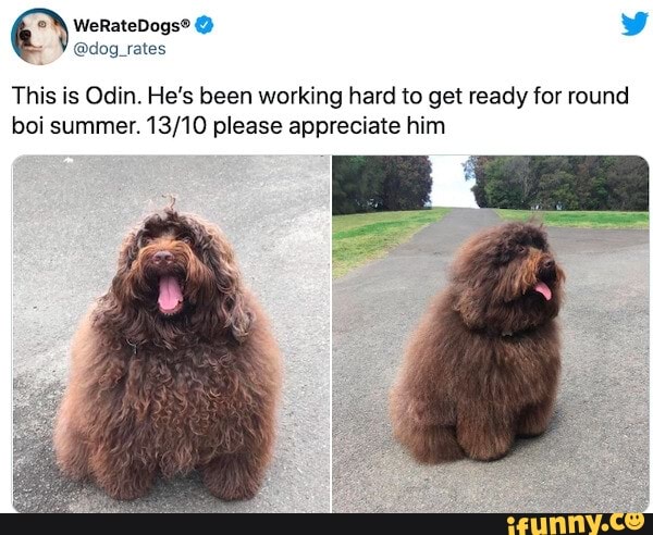 @dog_rates
This is Odin. He's been working hard to get ready for round boi summer. please appreciate him