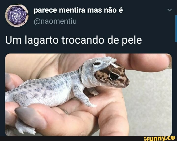 parece mentira mas não é
(Onaomentiu
Um lagarto trocando de pele