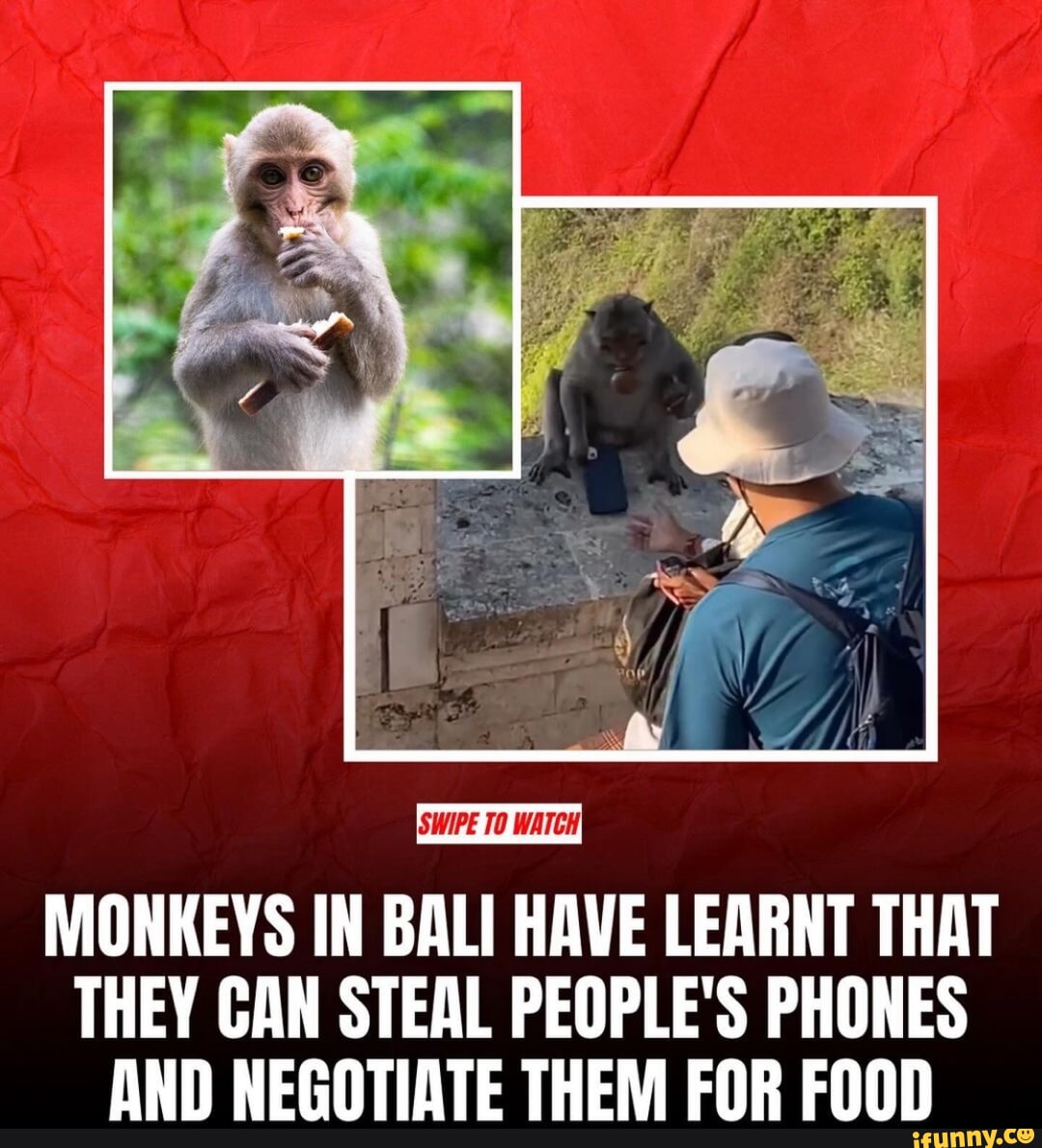 SWIPE TO WATCH MONKEYS IN BALI HAVE LEARNT THAT THEY CAN STEAL PEOPLE'S ...