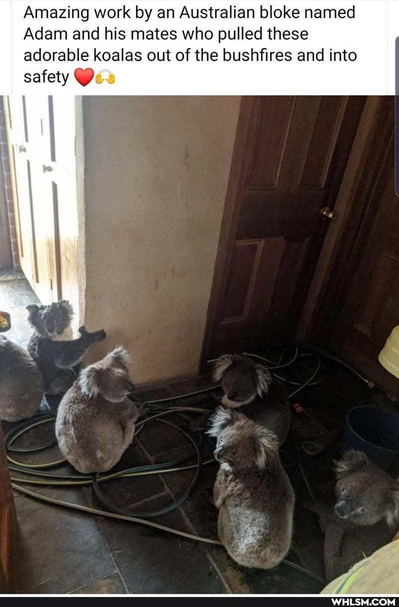 Amazing work by an Australian bloke named
Adam and his mates who pulled these adorable koalas out of the bushfires and into
safety