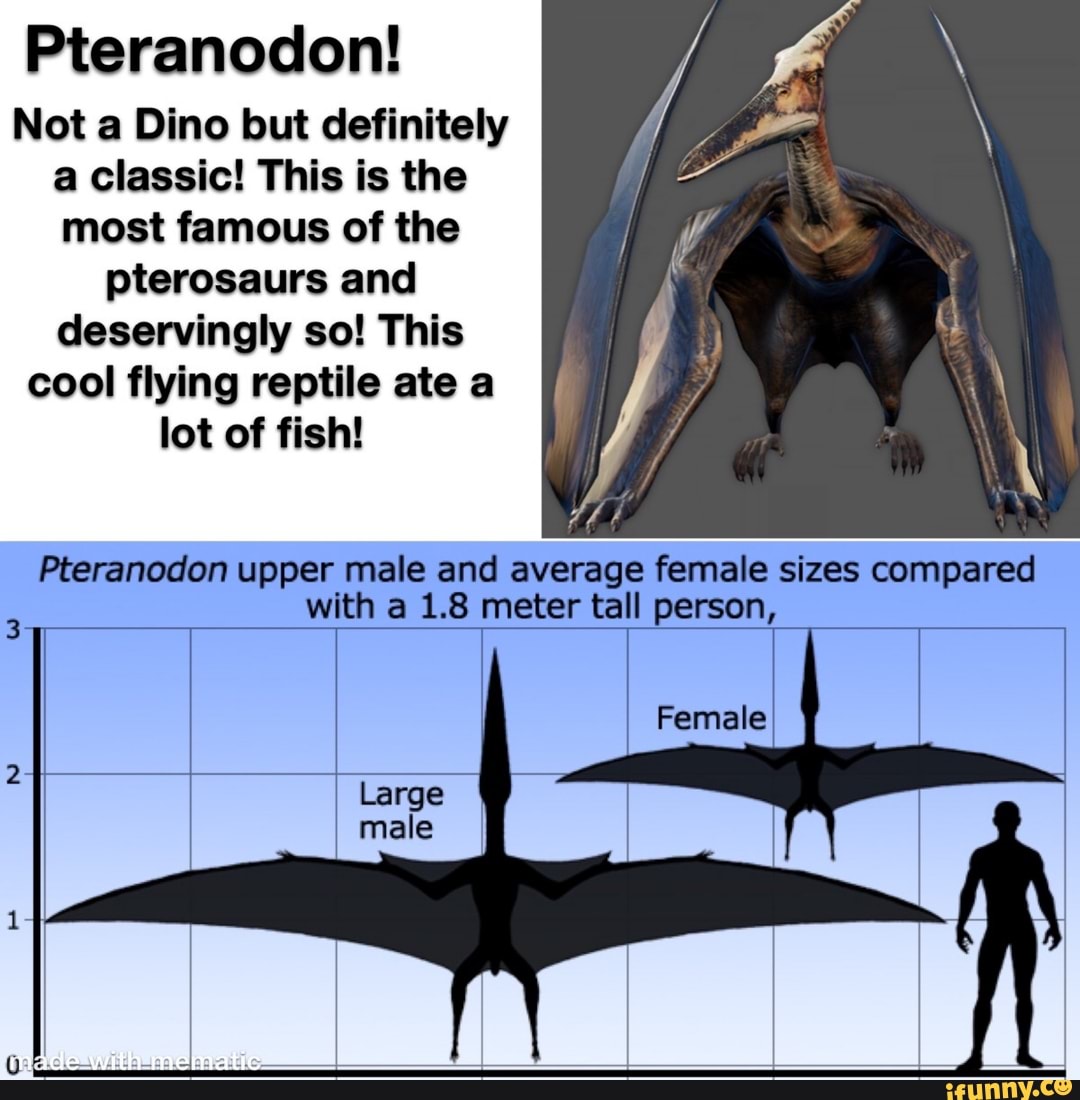 Pteranodon VS Pterodactyl: 2 Cool Reptiles' Differences