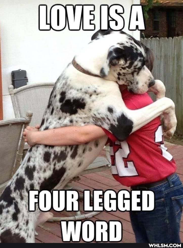 FOUR LEGGED worn
