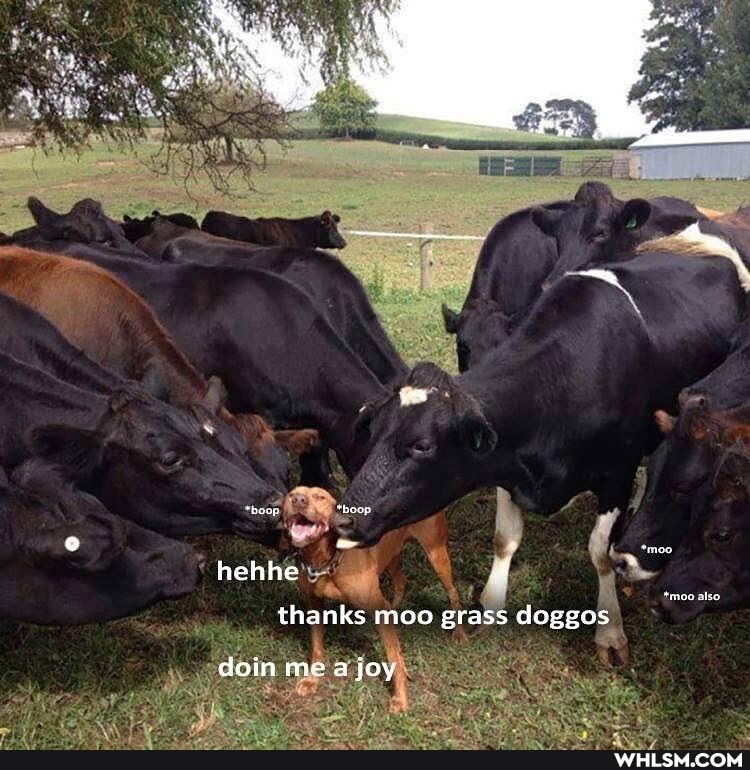 "boop *boup
hehhe
te
thanks moo grass doggos
singe abu
doin me a joy