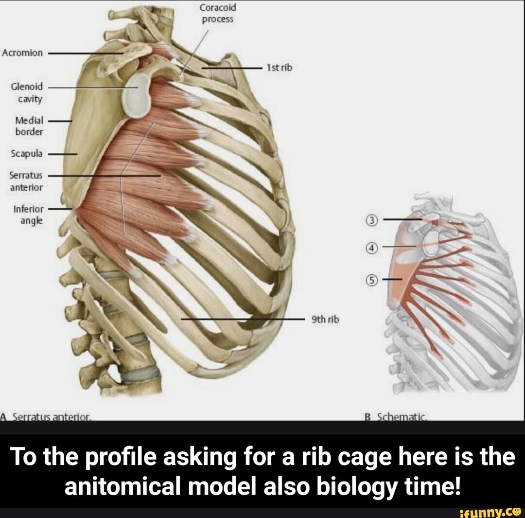 Coracoid Process Acromion Ist rib Glenoid cavity Medial border Scapula ...