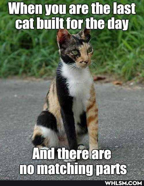 When you are the last cat built for the day
And there are no matching parts: