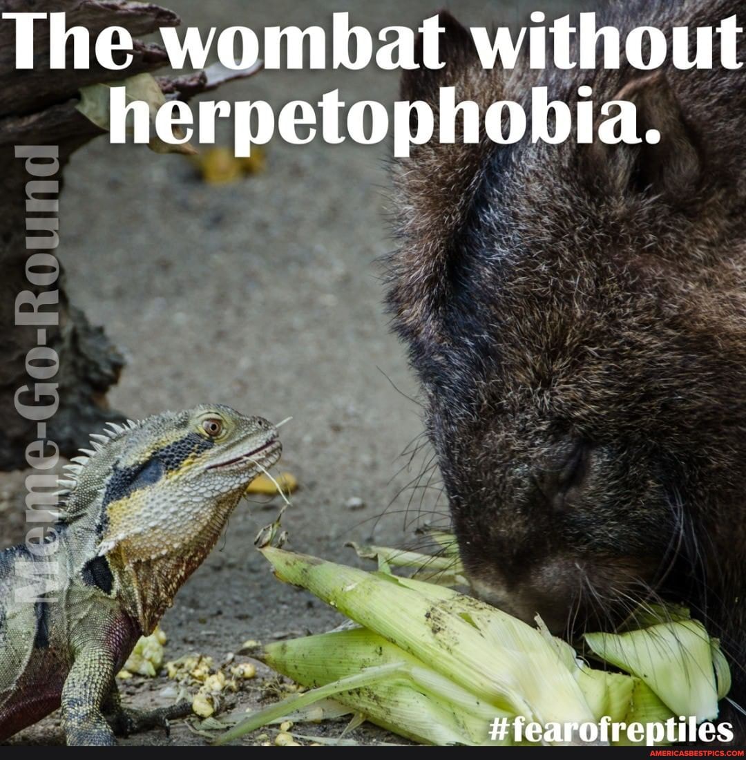 The wombat without herpetophobia.