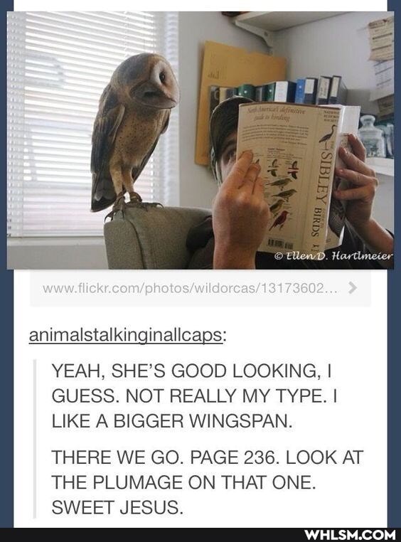 animalstalkinginallcaps:
YEAH, SHE'S GOOD LOOKING. I GUESS. NOT REALLY MY TYPE. I LIKE A BIGGER WINGSPAN.
THERE WE GO. PAGE 236. LOOK AT THE PLUMAGE ON THAT ONE.
SWEET JESUS.