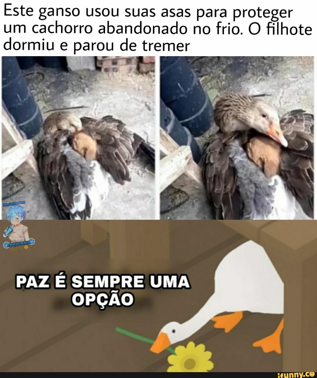 Este ganso usou suas asas para proteger um cachorro abandonado no frio. O filhote
dormiu e parou de tremer
PAZ E SEMPRE UMA OPÇÃO