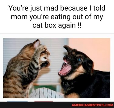 You're just mad because I told mom you're eating out of my cat box again