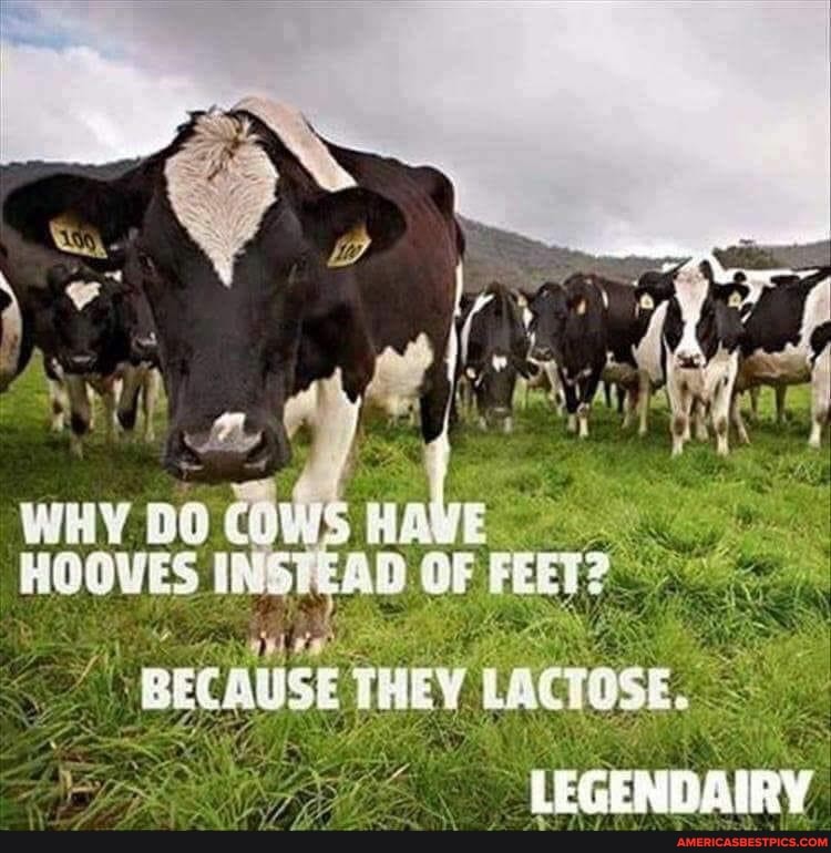 WHY HOOVES D OF FEET?
'BECAUSE THEY LACTOSE.