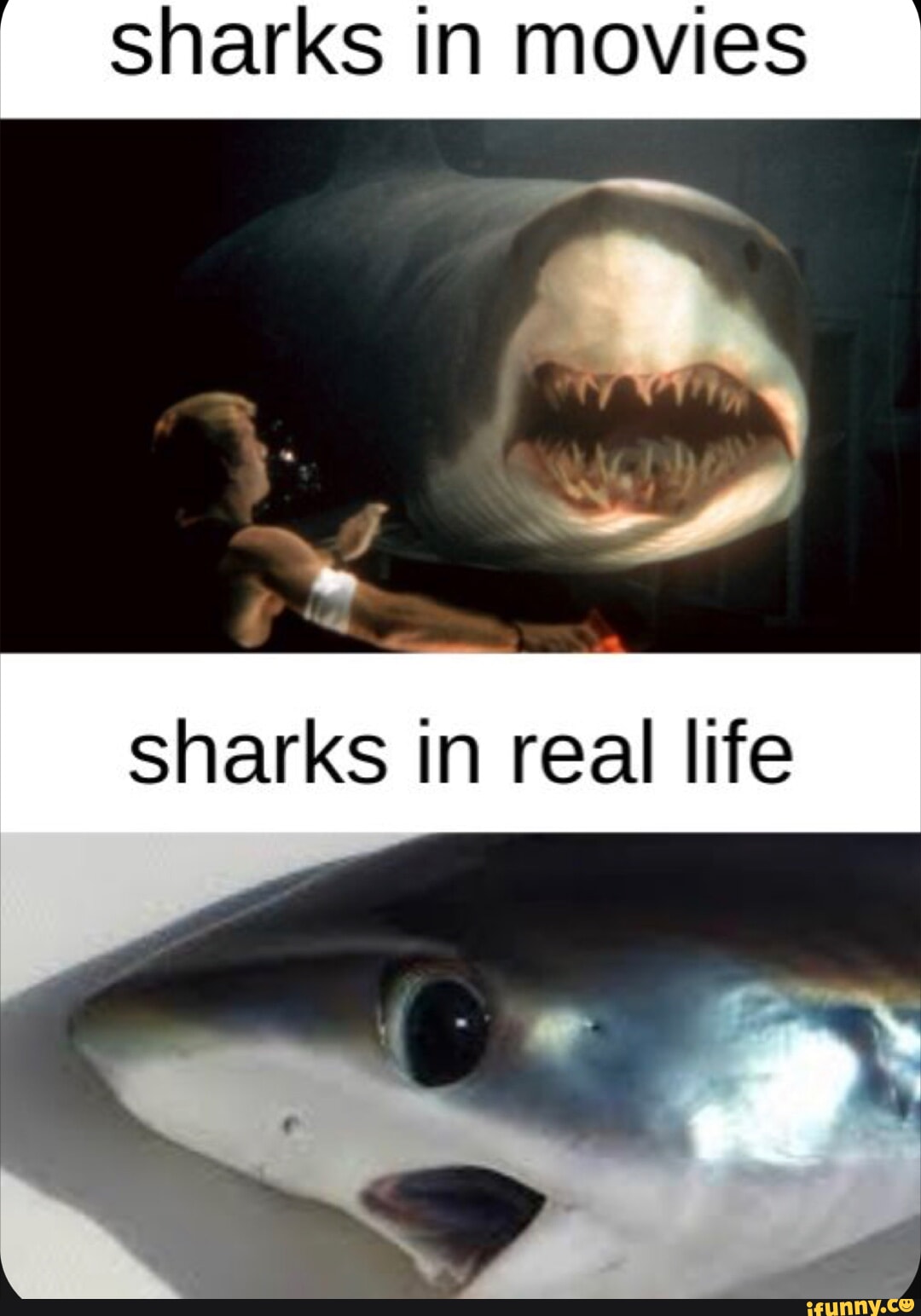 Real Movie I sharks in movies sharks in real life - iFunny
