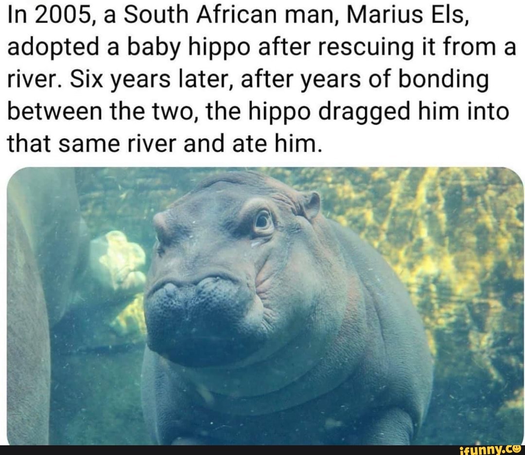 In 2005, a South African man, Marius Els, adopted a baby hippo after