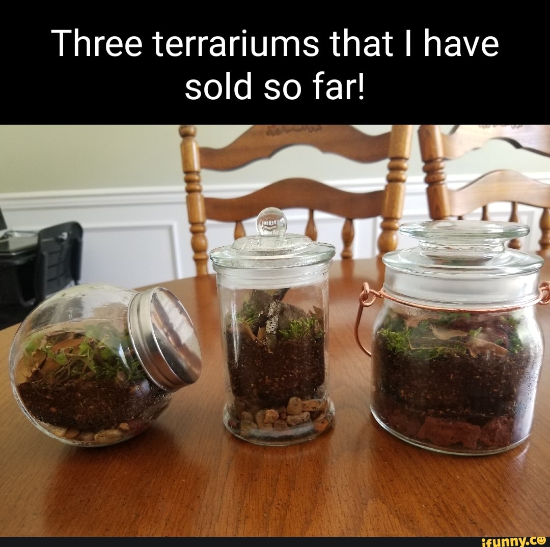Terrariums memes. Best Collection of funny Terrariums pictures on iFunny