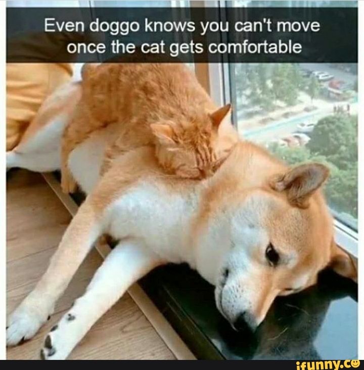 Even doggo knows you can't move