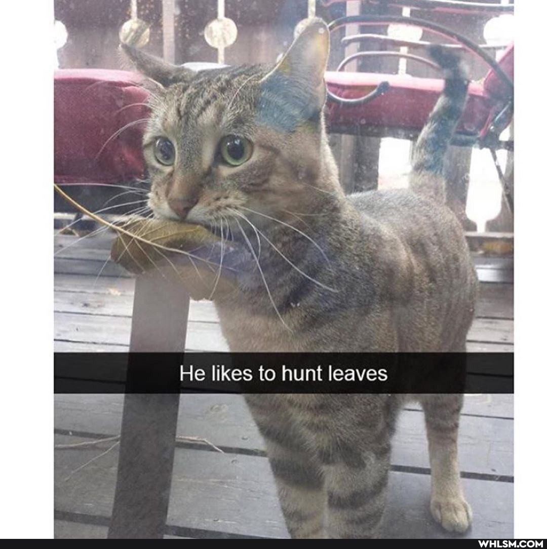 NS
He likes to hunt leaves