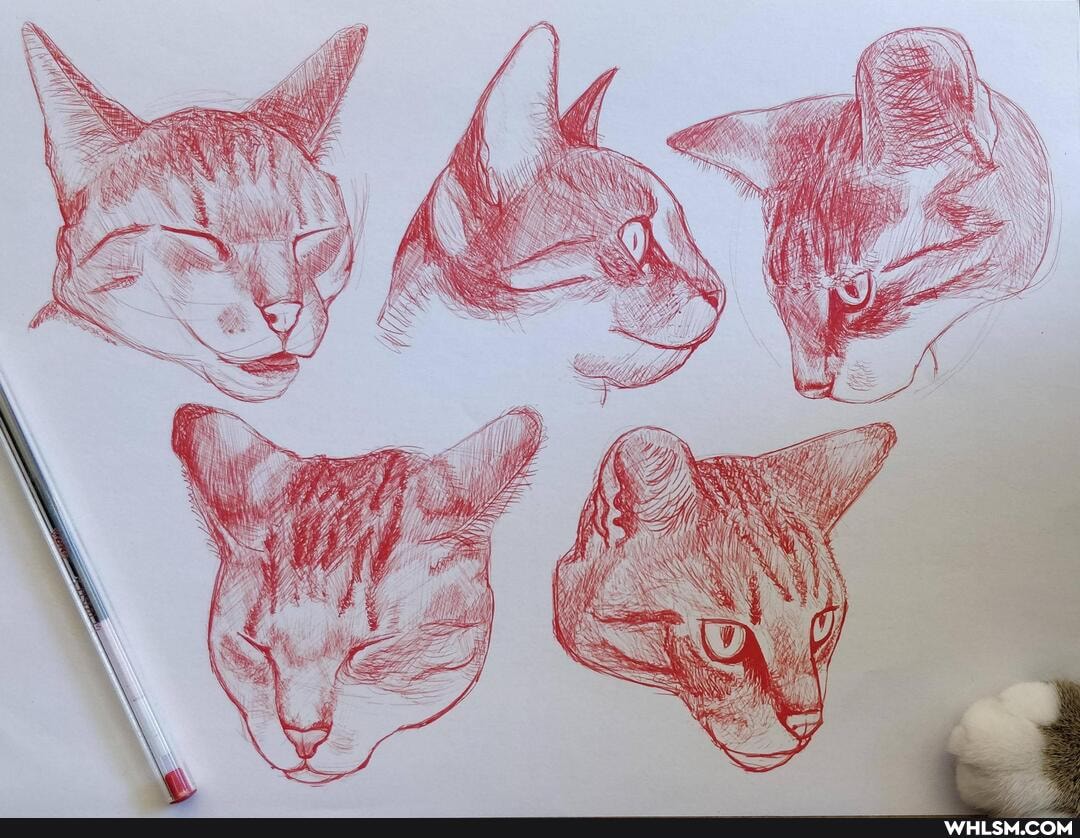 cat, art, drawings