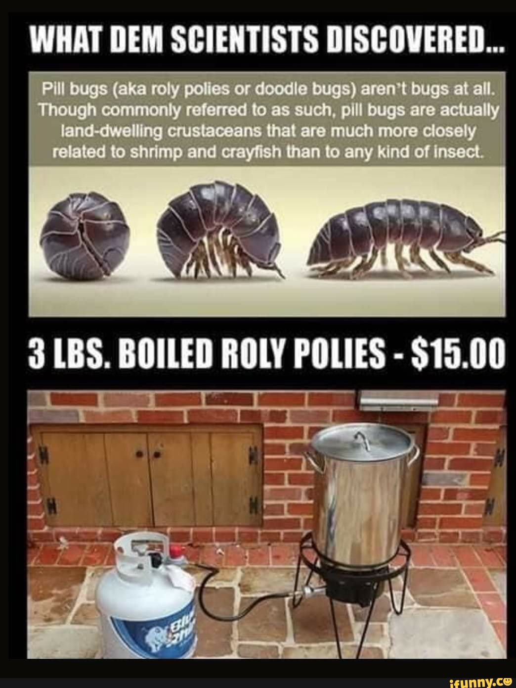 Discouered Pill Bugs Aka Roly Pol Es Or Deodle Bugs Aran T Bugs At All Though Commonly