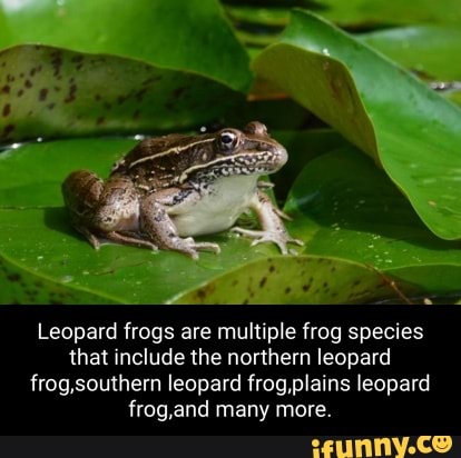 Leopard frogs are multiple frog species that include the northern ...