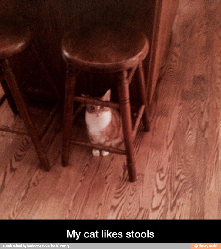 My cat likes stools - My cat likes stools