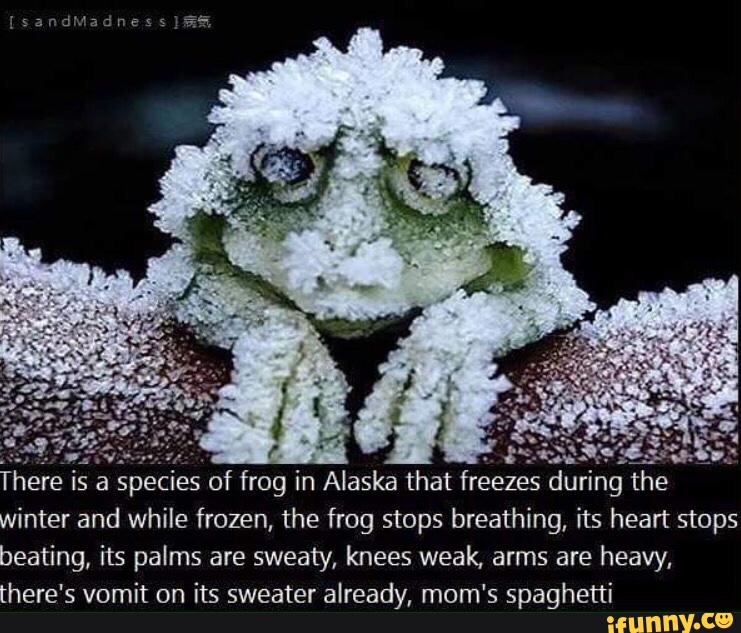 winter and while frozen, the frog stops breathing, its heart stops
beating, its palms are sweaty, knees weak, arms are heavy,
there's vomit on
its sweater already, mom‘s spaghetti