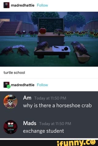 Am
(ES why is there a horseshoe crab
Mads
exchange student
