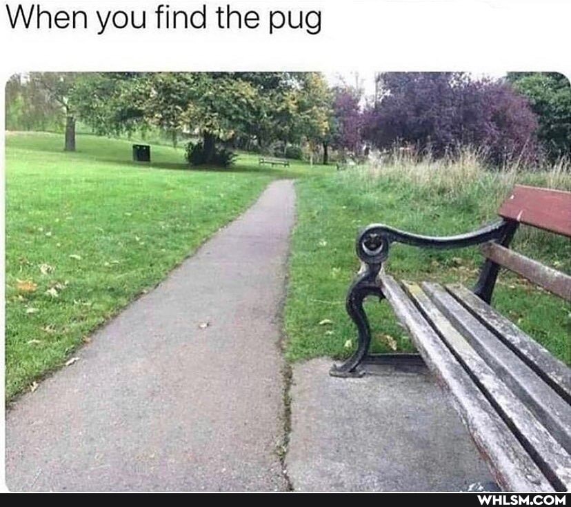 When you find the pug