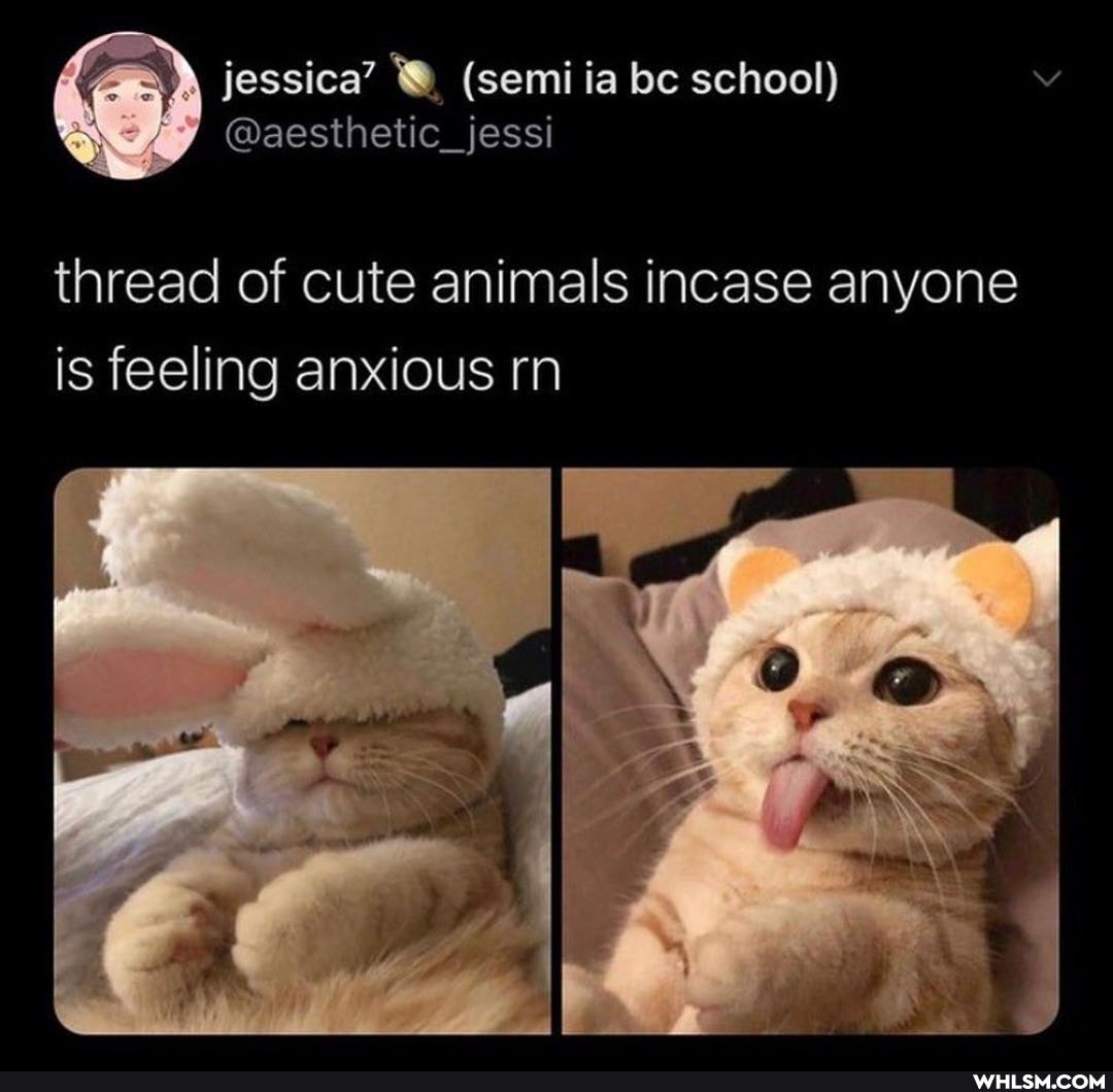thread of cute animals incase anyone is feeling anxious rn