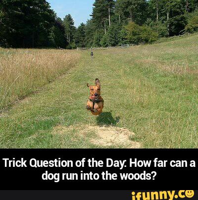 Trick Question of the Day How far can a dog run imo the woods? - Trick Question of the Day: How