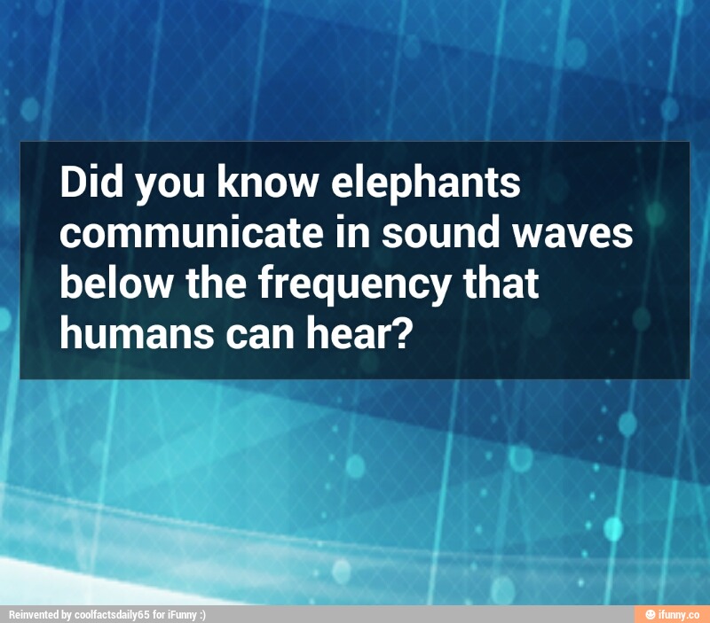 Did you know elephants ; communicate in sound waves , below the