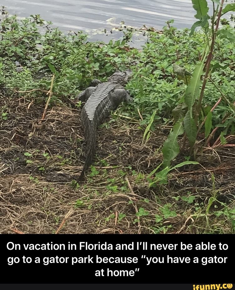 On vacation in Florida and I'll never be able to go to a gator park ...